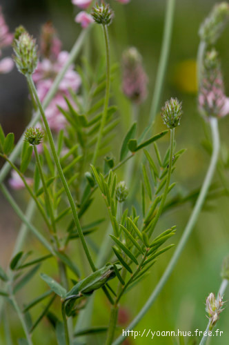 Sainfoin