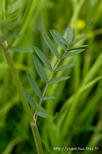 Sainfoin