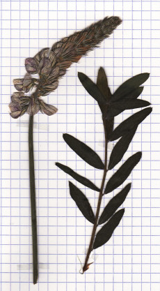 sainfoin
