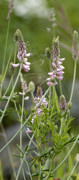 sainfoin