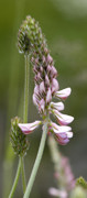 sainfoin
