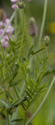 sainfoin