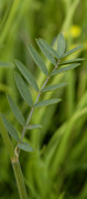 sainfoin