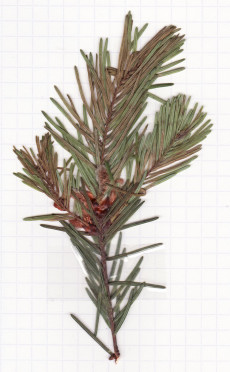 sapin