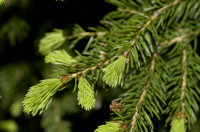 sapin
