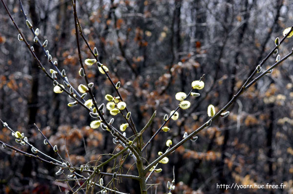 Saule marsault