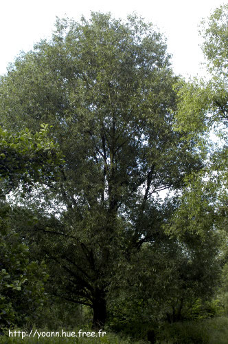 saule blanc