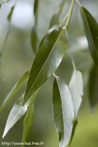 saule blanc
