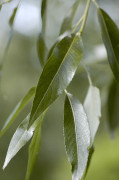 saule blanc