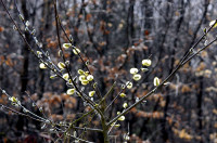saule