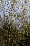 saule