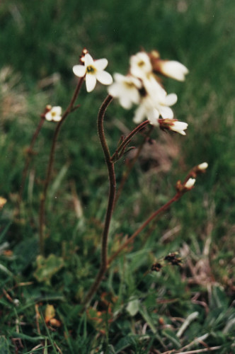 saxifrage