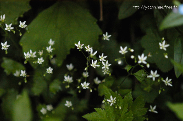 Saxifrage à feuilles rondes