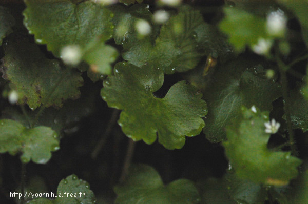 Saxifrage à feuilles rondes