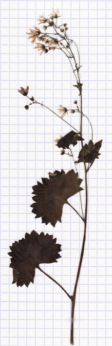 saxifrage