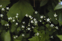 saxifrage