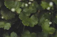 saxifrage