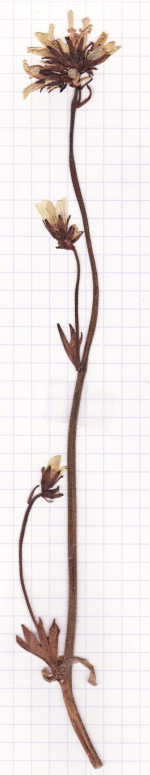 saxifrage