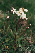 saxifrage