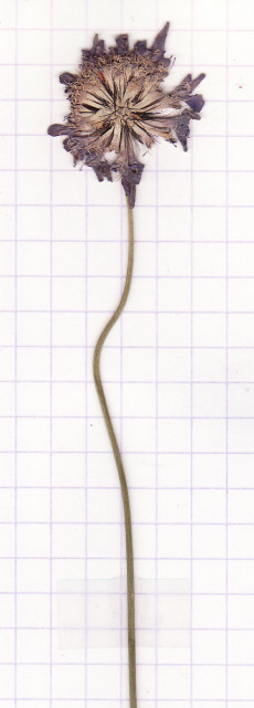 scabieuse