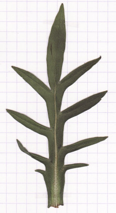 scabieuse