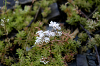 sedum blanc