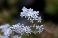 sedum blanc
