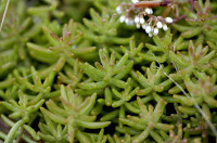 sedum blanc