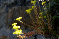 sedum reflechi