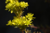sedum reflechi