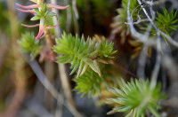 sedum reflechi