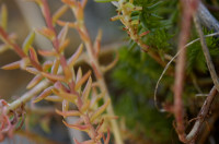 sedum reflechi