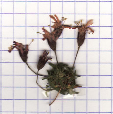 silene