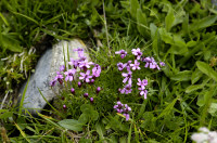 silene