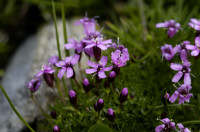 silene