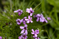 silene