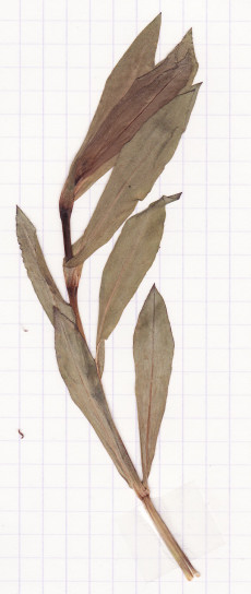 silene