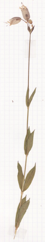 silene