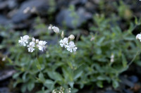 silene