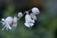silene