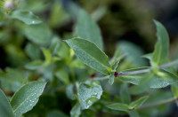 silene