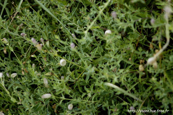 silene