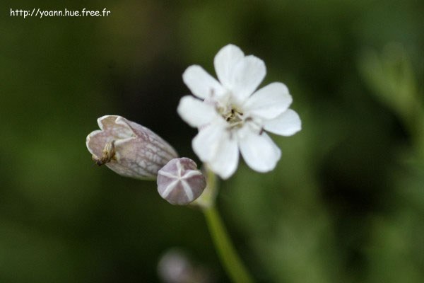silene