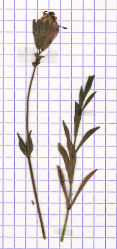 silene