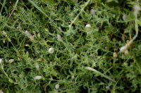 silene