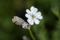 silene