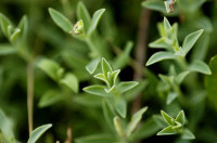 silene