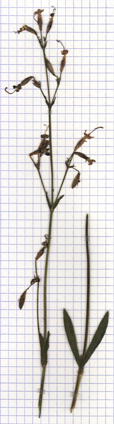 silene penche