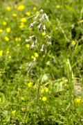 silene penche