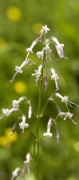 silene penche